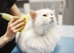Pet care tips: Top 5 latest winter trends in pet grooming (Photo by Gustavo Fring on Pexels) Pet care tips: Top 5 latest winter trends in pet grooming (Photo by Gustavo Fring on Pexels)