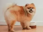 The top 10 puppy starter foods.(https://www.pexels.com) The top 10 puppy starter foods.(https://www.pexels.com)