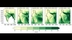 The green (in map) indicates the amount of rainfall in the Bay of Bengal region (Sourced) The green (in map) indicates the amount of rainfall in the Bay of Bengal region (Sourced)