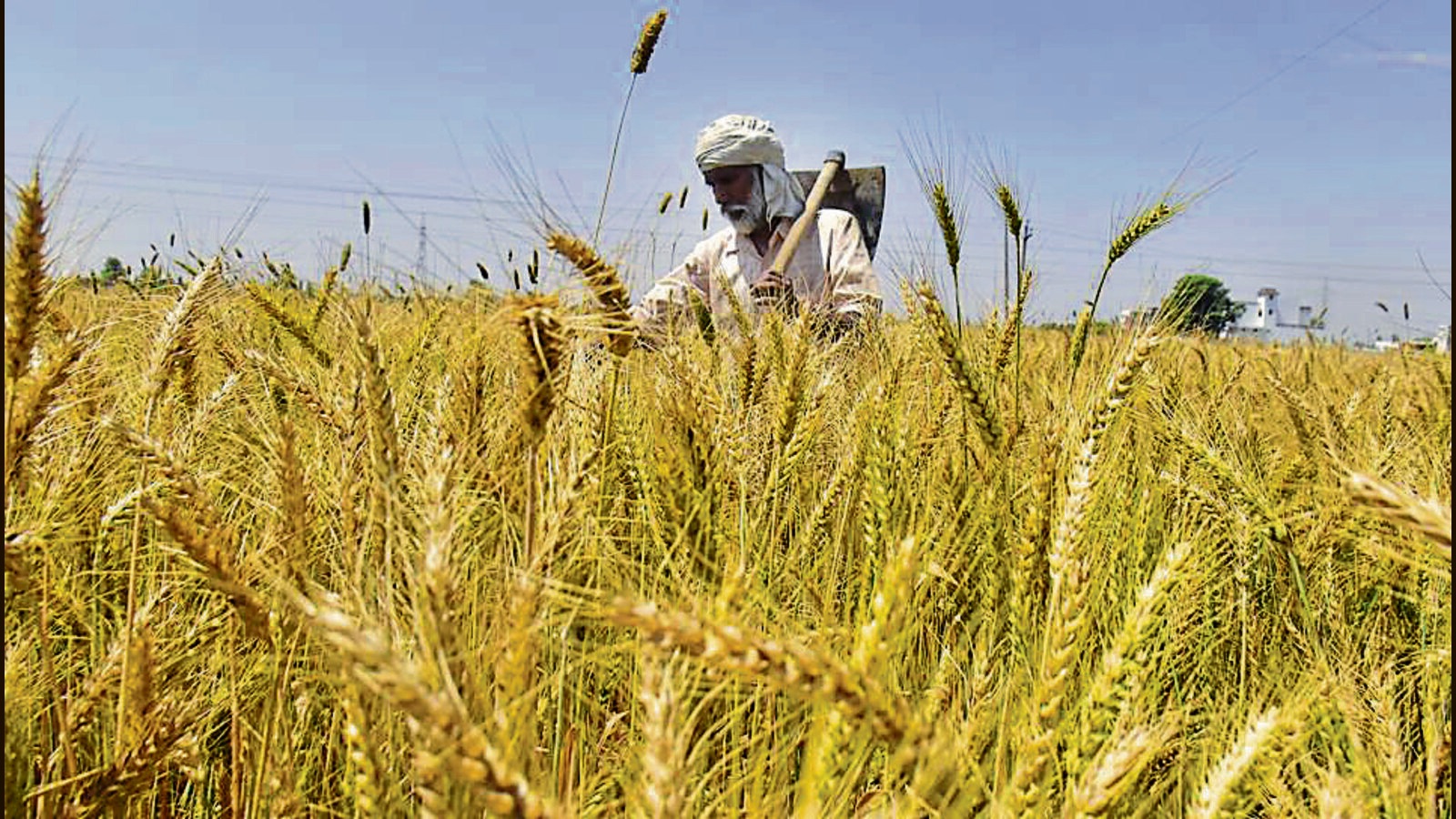 Punjab Agricultural University to host first ever ‘Sarkar- Kisan Mailani ‘