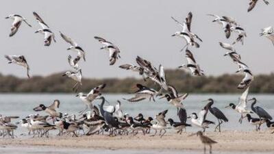 According to the 2017 census, only around 5,000 birds of 17 species were spotted against the sighting of 47,088 birds of 68 species in 2016 at Loktak Lake (Representative Photo) According to the 2017 census, only around 5,000 birds of 17 species were spotted against the sighting of 47,088 birds of 68 species in 2016 at Loktak Lake (Representative Photo)