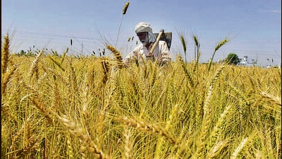 As many as 5,000 progressive farmers associated with PAU Kisan Clubs, KVKs and Agricultural department are expected to participate in the Kisan Mailan. (HT file photo)