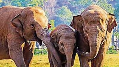 Elephants and other megaherbivores affect the abundance of these trees by feeding more heavily on the low carbon density trees. (Shutterstock) Elephants and other megaherbivores affect the abundance of these trees by feeding more heavily on the low carbon density trees. (Shutterstock)