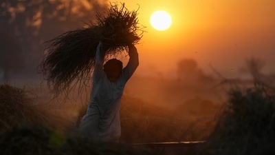 A bumper crop is good news but the climate challenge to food security will need a more long-term response. (AP)