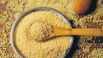 Scientists at the Chaudhary Charan Singh Haryana Agricultural University in Haryana’s Hisar have for identified a disease called klebsiella leaf streak on sorghum (millets). (Shutterstock/ Representational image)