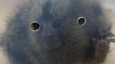 The recovered animals included rare and threatened animal and reptile species (HT Photo) The recovered animals included rare and threatened animal and reptile species (HT Photo)