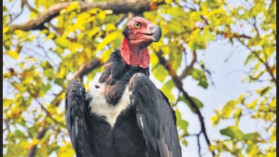 The red-headed vulture is “critically endangered”, with less than 10,000 of these birds existing worldwide. (Courtesy: Manan Singh Mahadev) The red-headed vulture is “critically endangered”, with less than 10,000 of these birds existing worldwide. (Courtesy: Manan Singh Mahadev)