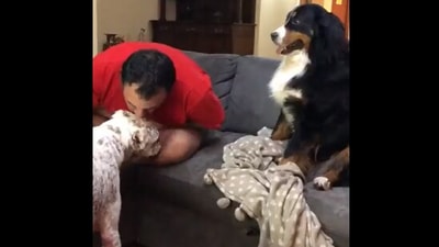 The image, taken from the viral Twitter video, shows the dog looking as its human kissing another pooch. (Twitter/@doglovergift)