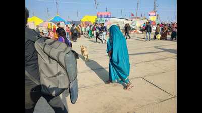 on an average 17 people are falling prey to such stray dog attacks every day in Magh Mela area. (HT photo) on an average 17 people are falling prey to such stray dog attacks every day in Magh Mela area. (HT photo)
