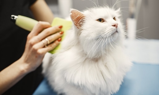 Pet care tips: Top 5 latest winter trends in pet grooming (Photo by Gustavo Fring on Pexels)