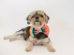 Dog bows are cute accessories that will revv up the look during a pet photoshoot.(Pexels) Dog bows are cute accessories that will revv up the look during a pet photoshoot.(Pexels)