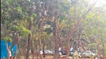 1,250 trees to go for new sewage treatment plant in Worli 1,250 trees to go for new sewage treatment plant in Worli