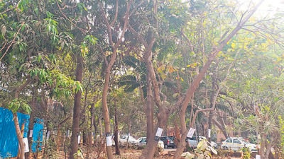 1,250 trees to go for new sewage treatment plant in Worli 1,250 trees to go for new sewage treatment plant in Worli