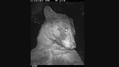 The image shows a bear selfie taken on a wildlife camera. (Twitter/@boulderosmp)