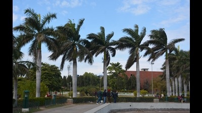 Palm trees swaying in the gusty winds in Panchkula on Monday afternoon. The weather department has forecast chances of light to moderate fog on Tuesday morning. (Sant Arora/HT)