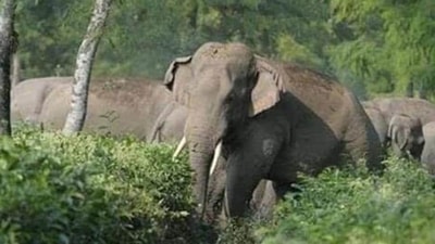In January alone, at least five people in Jharkhand have died in elephant attacks, officials said. (image for representation) In January alone, at least five people in Jharkhand have died in elephant attacks, officials said. (image for representation)