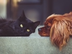 Cats and dogs have different dietary requirements and digestive systems, making it important to understand why cats cannot eat dog food.(Pixabay) Cats and dogs have different dietary requirements and digestive systems, making it important to understand why cats cannot eat dog food.(Pixabay)