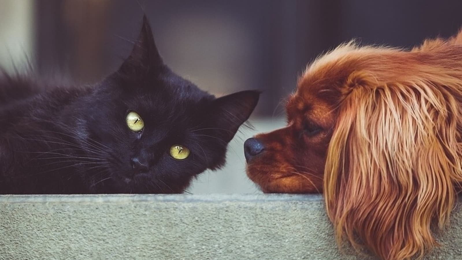 Can your cat eat dog food? Here’s what you need to know