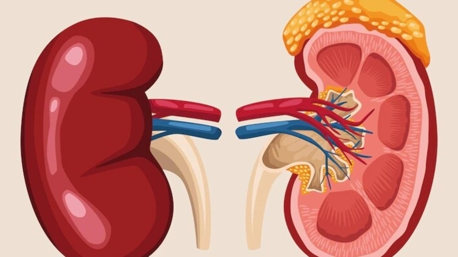 Weak Kidneys 6 Effective Home Remedies To Help Improve Kidney Function 