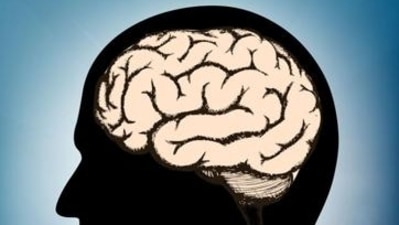 The results potentially provide a new conceptual framework for understanding brain inflammation and its relationship to brain cell loss and neurological deficits after head injury (Shutterstock)