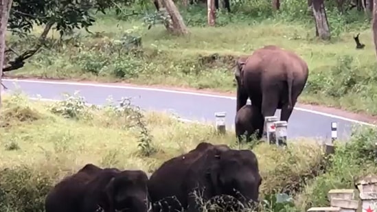 Mama elephant teaches her baby to cross a road.(Twitter/@supriyasahuias)