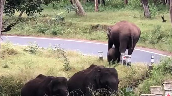 Mama elephant teaches her baby to cross a road.(Twitter/@supriyasahuias)