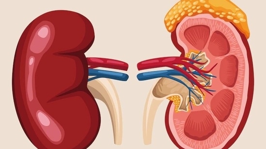 Weak kidneys? 6 effective home remedies to help improve kidney function(Freepik)