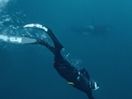 Five times freediving World Champion France's Arthur Guerin-Boeri swims next to an Orca (Killer Whale) in the Arctic Ocean in the Spildra Island northern Arctic Circle, on January 27, 2023.  Guerin-Boeri has been defying glacial temperatures and darkness to rub shoulders with one of the most fearsome sea predators. (Olivier Morin / AFP)