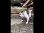 Friendship between monkey and a cat.(Twitter/@Buitengebieden) Friendship between monkey and a cat.(Twitter/@Buitengebieden)