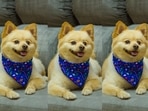 Dog bandanas keep pets warm while making them look smart.