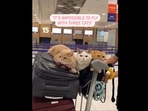 Pet cats resting on the cart at the airport. (Instagram/@spongecake_thescottishfold) Pet cats resting on the cart at the airport. (Instagram/@spongecake_thescottishfold)
