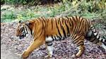 The tigress was a mother to three cubs, all of around two-and-half months. (File representative image) The tigress was a mother to three cubs, all of around two-and-half months. (File representative image)