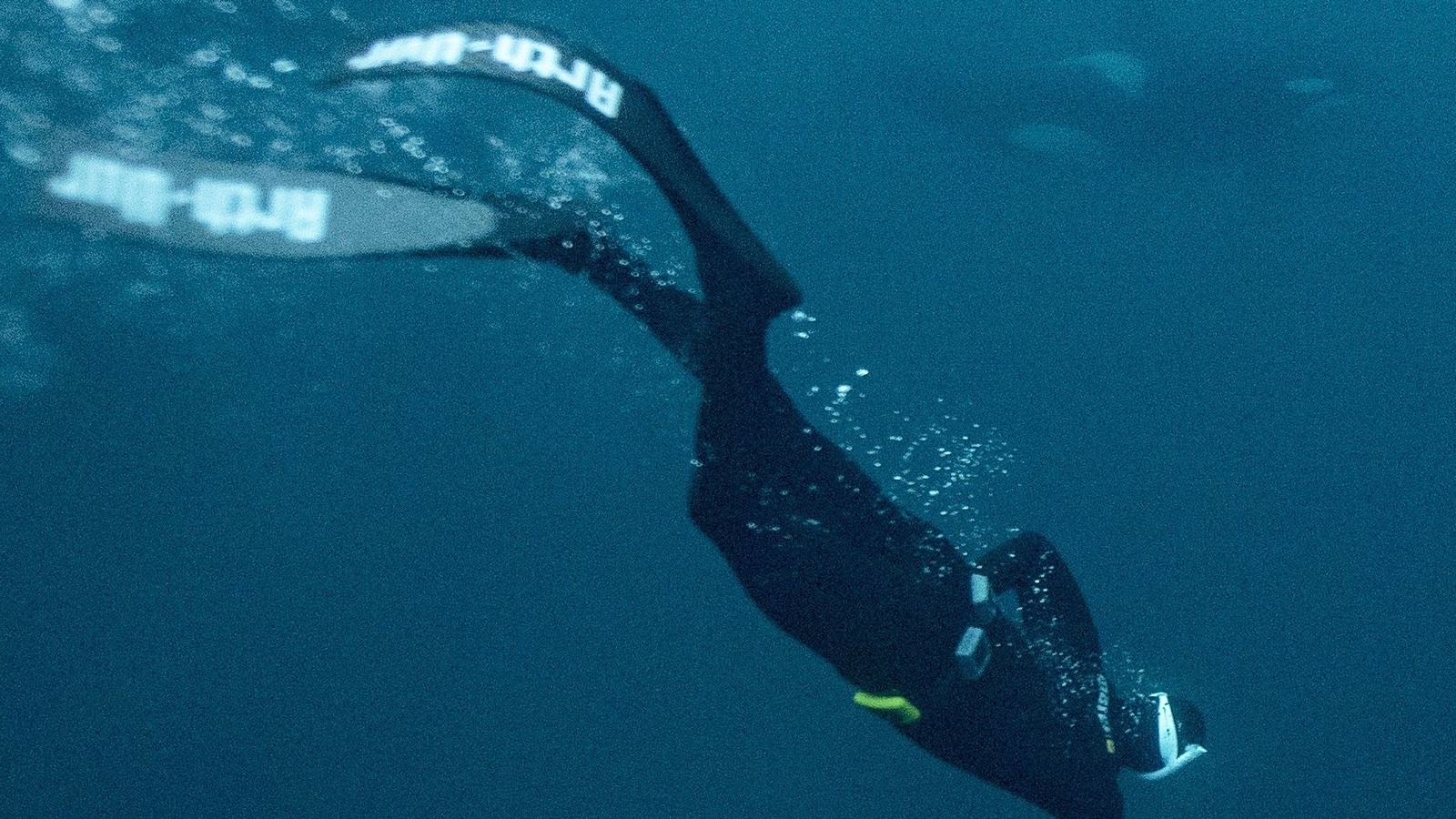 In Norway's ice-cold seas, champion freediver swims with killer whales