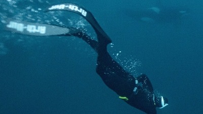 Five times freediving World Champion France's Arthur Guerin-Boeri swims next to an Orca (Killer Whale) in the Arctic Ocean in the Spildra Island northern Arctic Circle, on January 27, 2023. Guerin-Boeri has been defying glacial temperatures and darkness to rub shoulders with one of the most fearsome sea predators. (Olivier Morin / AFP) Five times freediving World Champion France's Arthur Guerin-Boeri swims next to an Orca (Killer Whale) in the Arctic Ocean in the Spildra Island northern Arctic Circle, on January 27, 2023. Guerin-Boeri has been defying glacial temperatures and darkness to rub shoulders with one of the most fearsome sea predators. (Olivier Morin / AFP)