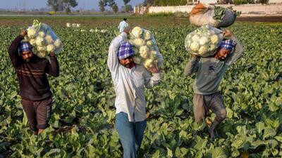 Amritsar: Farmers carry cauliflowers from their field, on the day of tabling Union Budget 2023-24, in a village near Amritsar, Wednesday (PTI)
