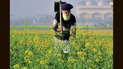 For Punjab, one serious concern is pulling farmers out of paddy cultivation by replacing it with oilseeds, cotton and pulses, for which the need is MSP on all the alternative crops. (HT file photo) For Punjab, one serious concern is pulling farmers out of paddy cultivation by replacing it with oilseeds, cotton and pulses, for which the need is MSP on all the alternative crops. (HT file photo)