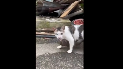Friendship between monkey and a cat. (Twitter/@Buitengebieden) Friendship between monkey and a cat. (Twitter/@Buitengebieden)