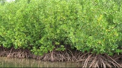 Mangrove Initiative for Shoreline Habitats and Tangible Incomes was announced in Union Budget 2023-24 presented on Wednesday (Representative Photo)