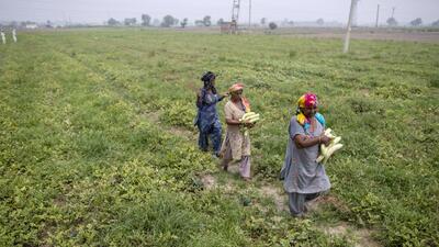 The farm leaders said that the Union budget has left the farming community dismayed. (Bloomberg)