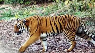 The tigress was a mother to three cubs, all of around two-and-half months. (File representative image) The tigress was a mother to three cubs, all of around two-and-half months. (File representative image)
