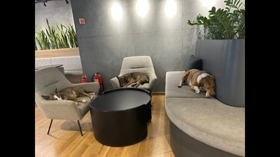 The picture shared by Ola CEO Bhavish Aggarwal prompted people to post various comments. (Twitter/@bhash) The picture shared by Ola CEO Bhavish Aggarwal prompted people to post various comments. (Twitter/@bhash)