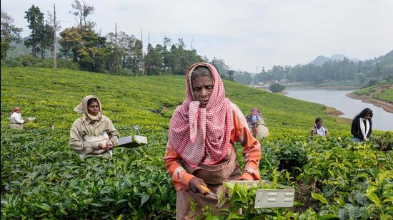 Agriculture accounts for 15% of the country’s gross value added and is the largest source of employment (PTI File)