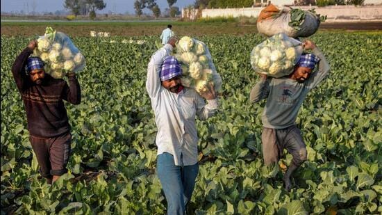 Amritsar: Farmers carry cauliflowers from their field, on the day of tabling Union Budget 2023-24, in a village near Amritsar, Wednesday (PTI) Amritsar: Farmers carry cauliflowers from their field, on the day of tabling Union Budget 2023-24, in a village near Amritsar, Wednesday (PTI)