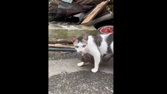 Cat watching video of best sale dead owner