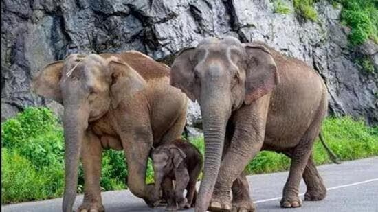 The elephant population in India is estimated to be 27,312 as per the 2017 census. (Representative Image/PTI)