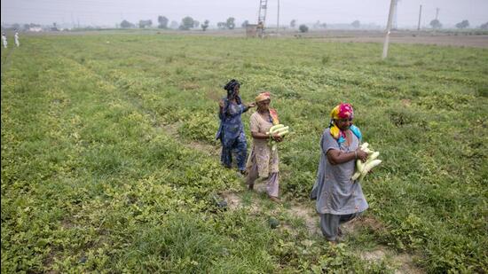 The farm leaders said that the Union budget has left the farming community dismayed. (Bloomberg)