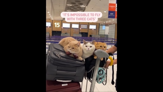Pet cats resting on the cart at the airport. (Instagram/@spongecake_thescottishfold)