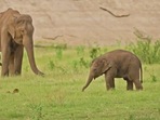 Elephants roam around in Anamalai Tiger Reserve.(Twitter/@Supriya Sahu) Elephants roam around in Anamalai Tiger Reserve.(Twitter/@Supriya Sahu)