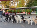 14 dogs form conga line, set Guinness world record.(Twitter) 14 dogs form conga line, set Guinness world record.(Twitter)