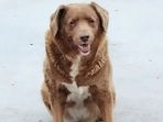Bobi was born on 11 May 1992 and lived his entire life with the Costa family. (Twitter/ @GWR) Bobi was born on 11 May 1992 and lived his entire life with the Costa family. (Twitter/ @GWR)